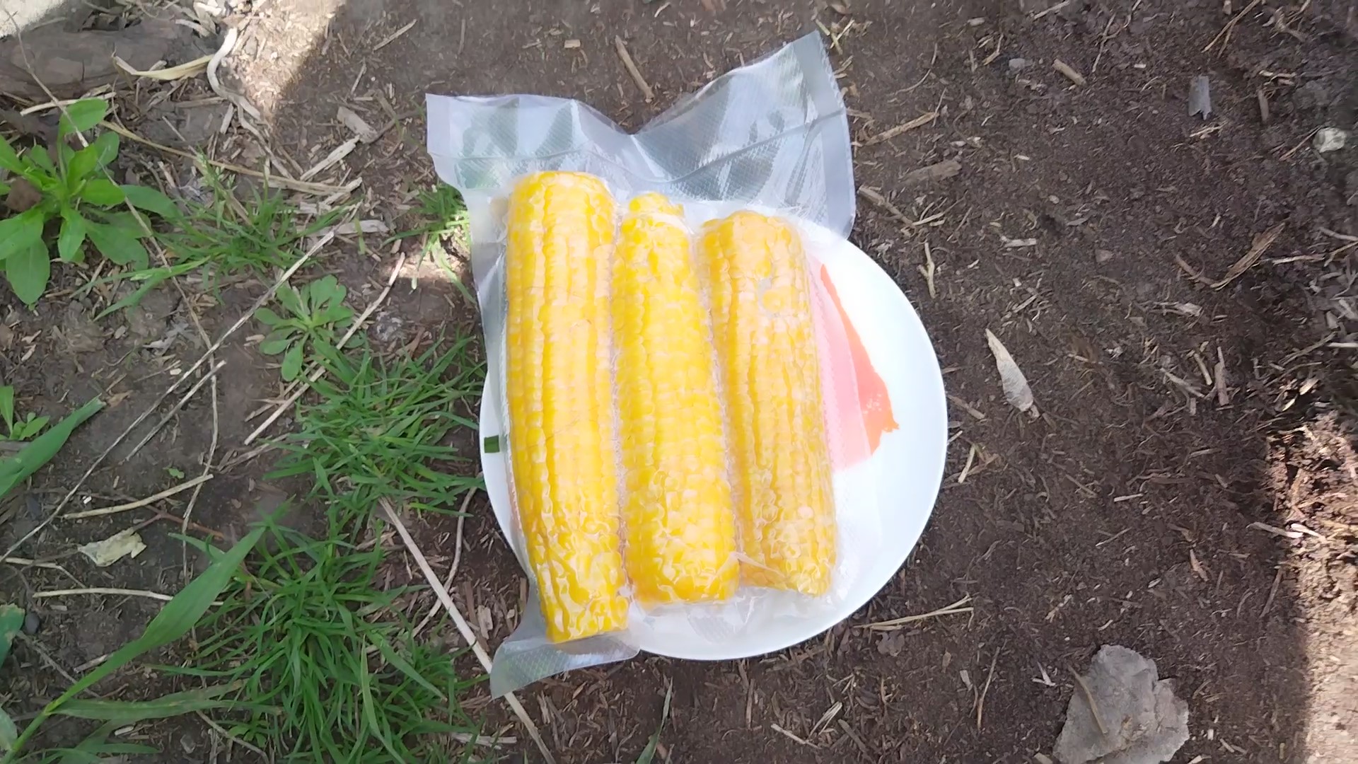 Небольшие секреты выращивания кукурузы из рассады