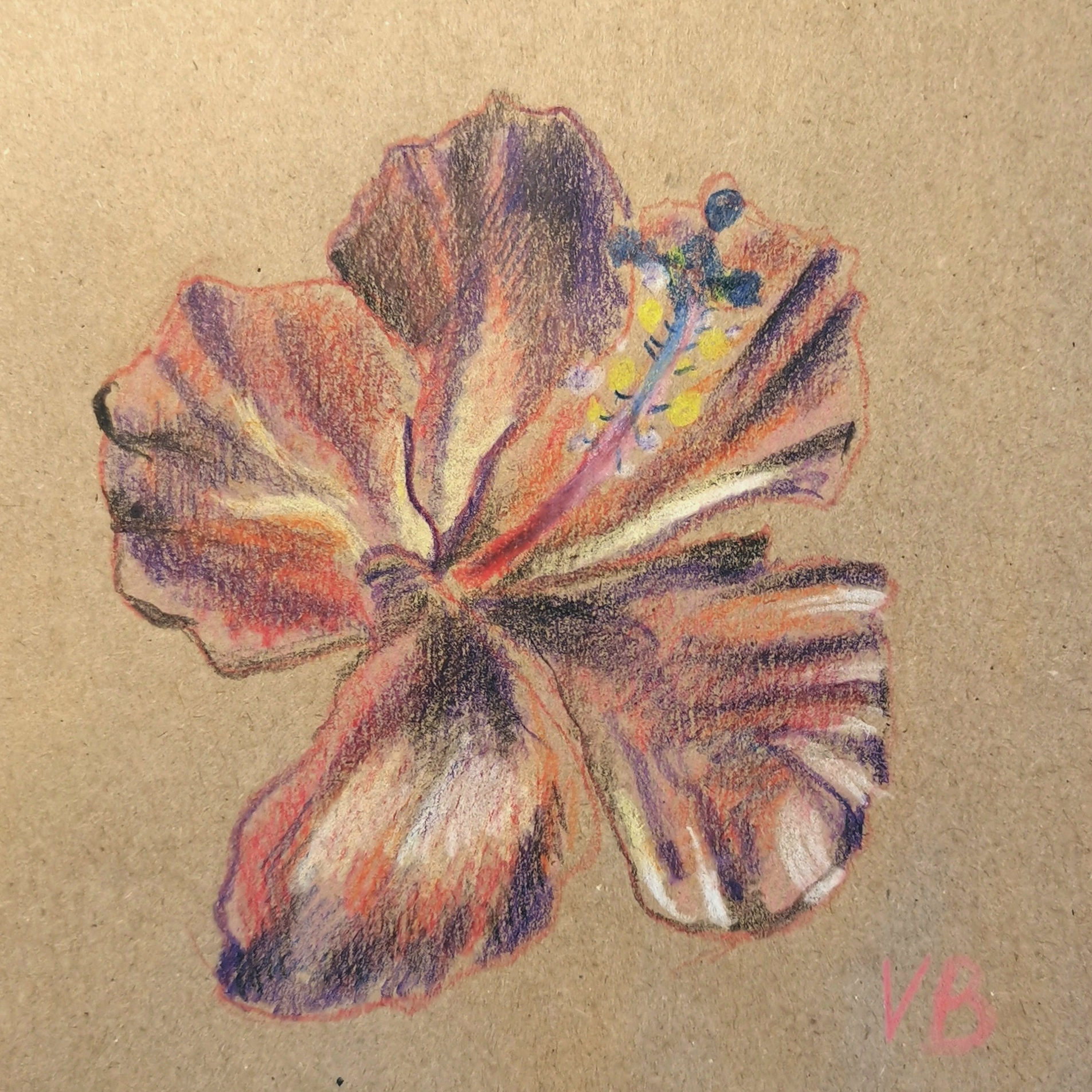 Гавайский цветок цветными карандашами || Учимся Рисовать