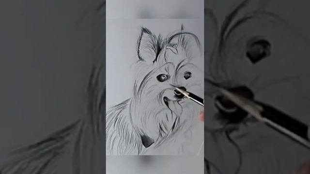 Как нарисовать Йоркширский терьер карандашом #Shorts