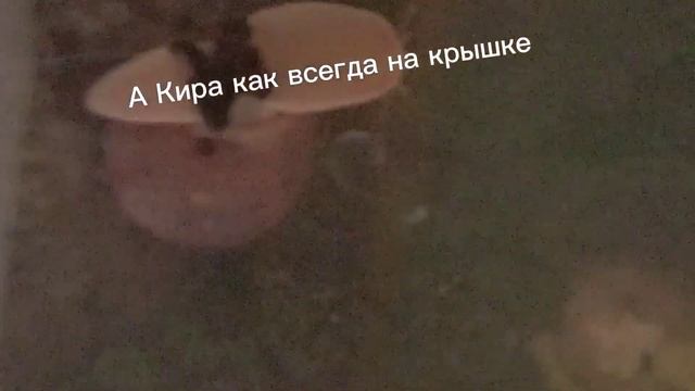 подписывайтесь на наш телеграм канал Защита виноградных улиток ?