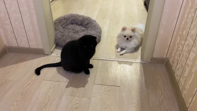 Один дома! Не новогодний челлендж 😂 посмотри как мужик на месяц остался один #одиндома