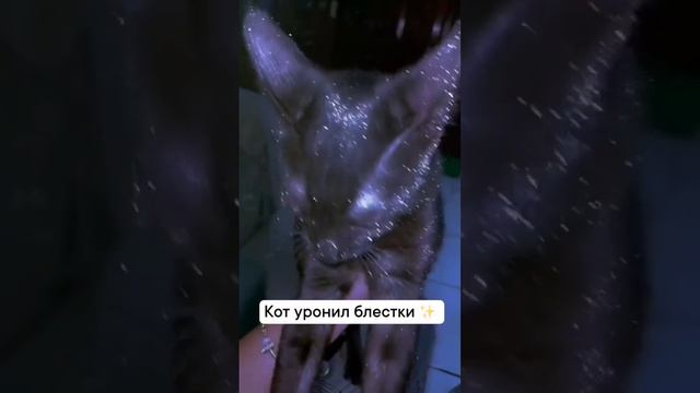 кот рассыпал блёстки