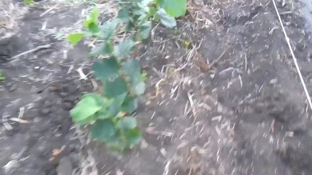 Застилаем агроволокно для посадки рассады клубники и состояние фундука Трапезунд