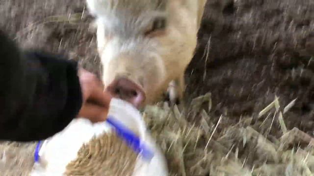 Petunia's vet visit