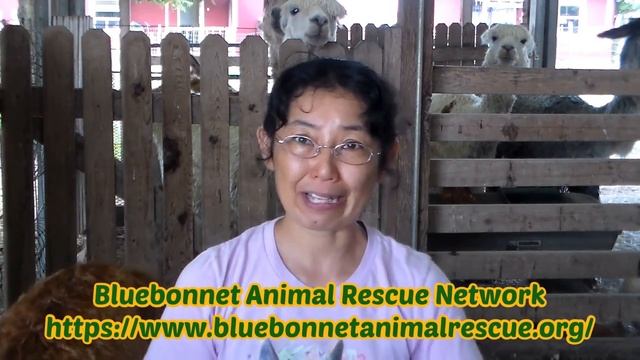 Livestock Guardian Dogs for our Alpaca Farm