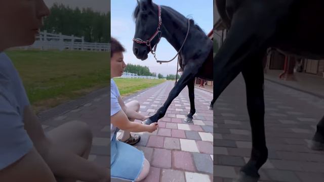 Гимнастика и массаж для лошади