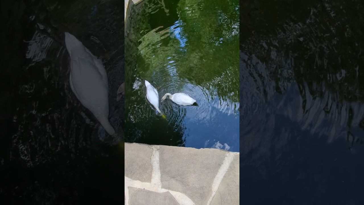 лебеди и лестница - водопад #shorts #природа #nature