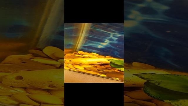 Завоз рыбок, растений и грызунов.