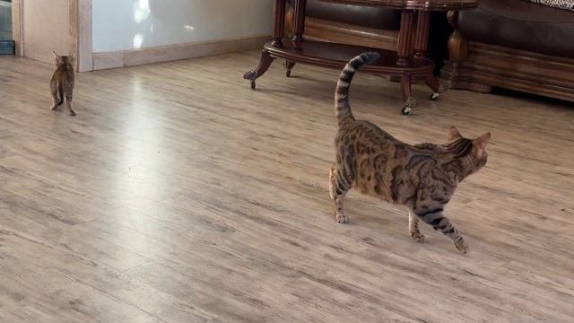 Winter, New Year Is Just Around The Corner, And The Weather Is Sunny, Cats Are Happy About The Sun
