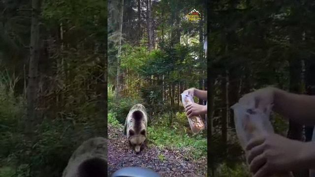 не кормите животных