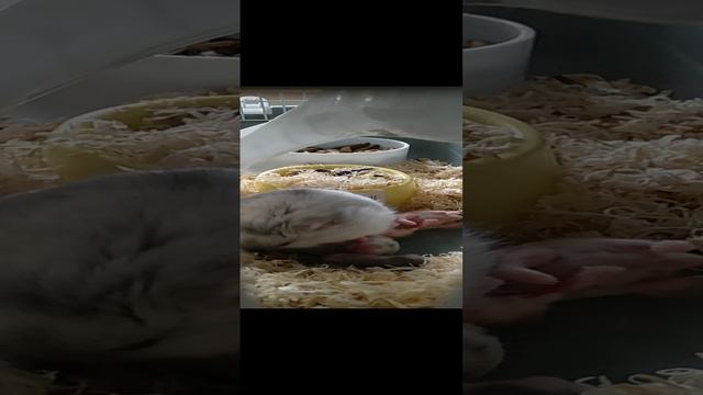 Мамочка кормит своих деток хомечят