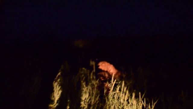 ЭКСТРИМ  ВИДЕО !!! Ночь в Саванне , КОРМИМ ЛЬВОВ !! Feeding lions in the dark