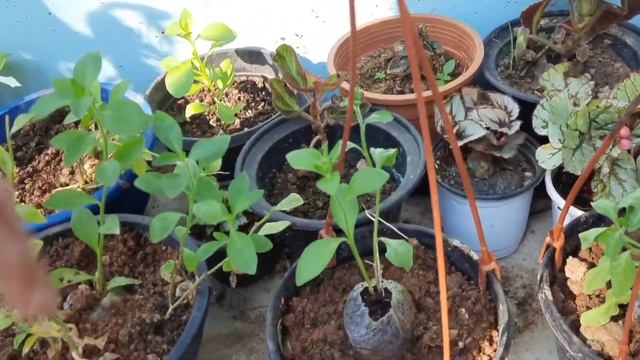 Dahlia plant care and progress of petunia seedlings | Greensu
