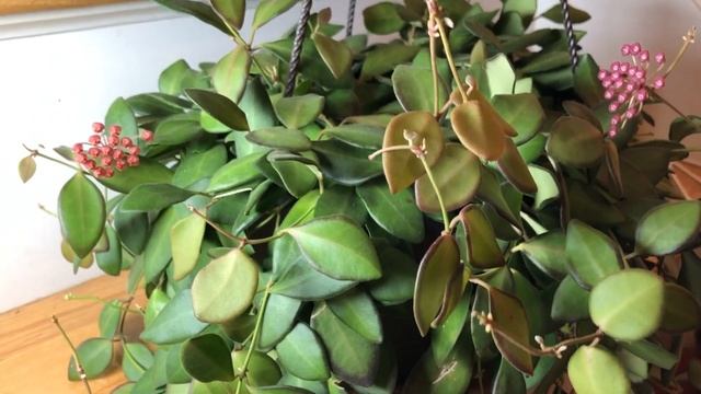 Hoya Bilobata Should Be Called Hoya Burtoniae Update - Hoya In Bloom