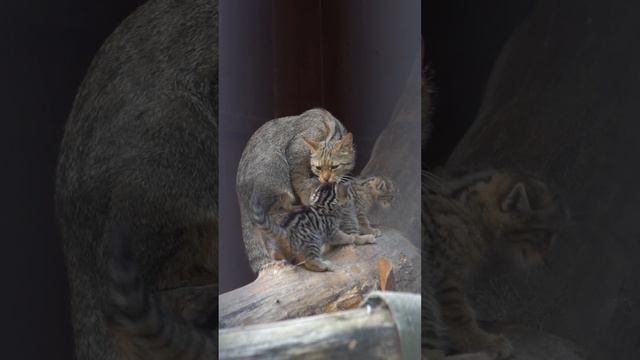 В Новосибирском зоопарке показали новорожденных лесных котят