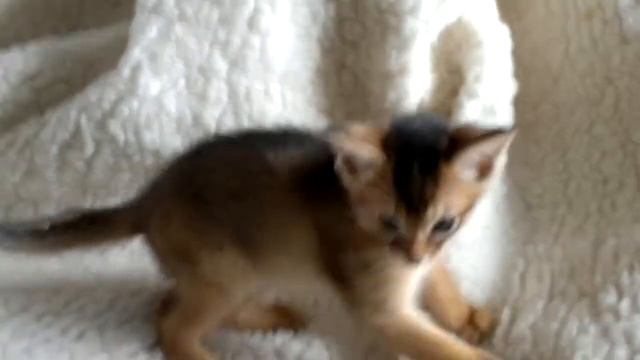 Абиссинский мальчик
