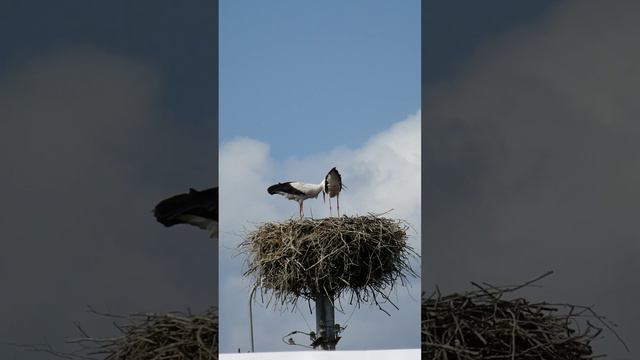 Аист Калужская область