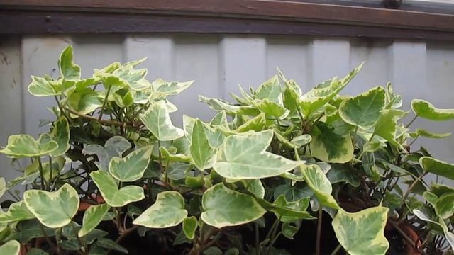 Хедера (Плющ) Хеликс Ева  Hedera (Ivy) Helix Eva