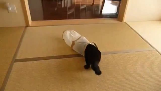Кошечка испугалась до полусмерти - The cat very much was frightened