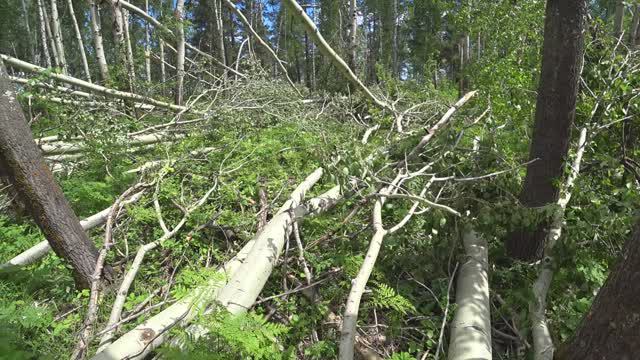 Как ветер дров наломал