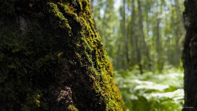 Тюмень. Парк имени Гагарина. Лес, природа Тюмени. Лето 2024. Мыс