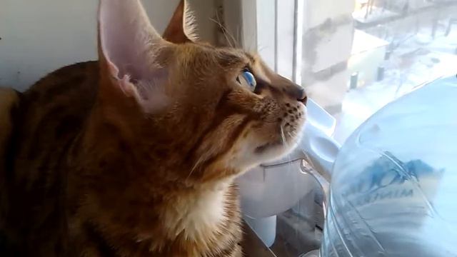 Бенгальский кот разговаривает