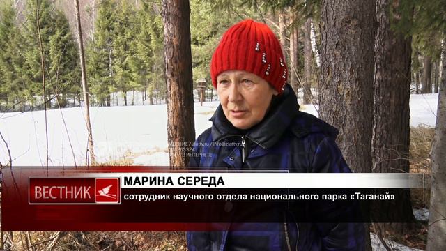 Приметы весны. В национальном парке «Таганай» после зимней спячки оживились муравьи