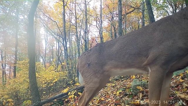 A YEAR Alone in the MOUNTAINS! 4 Trail Cameras UNCHECKED for 365 Days