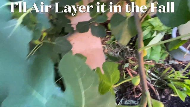How I Kill Mosquitoes Organically, Updates on Jujube Tree, Comfrey Tea and How I Deter Rodents