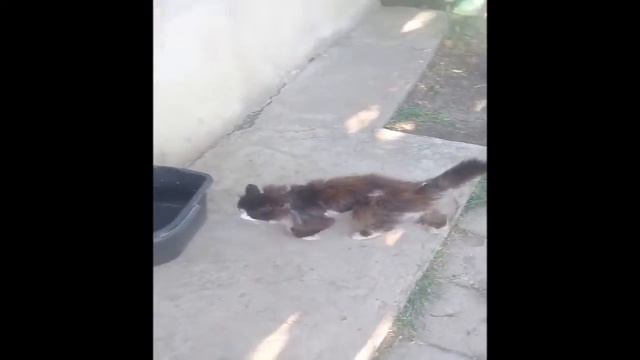Котик Лёпа))
