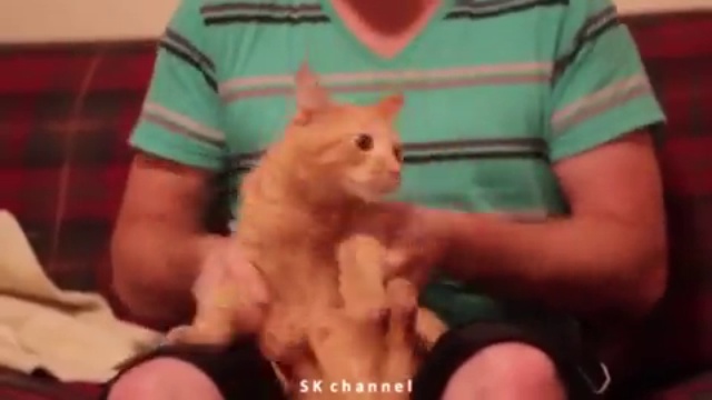 Русский кот танцор