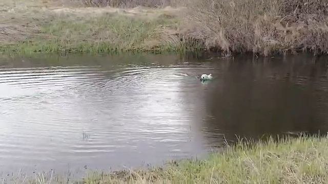 Золотистый ретривер. Подача поноски из воды. Golden Retrivier