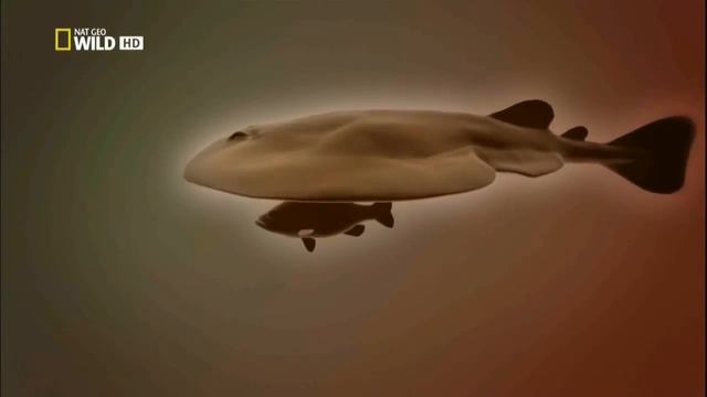 Электрический скат!