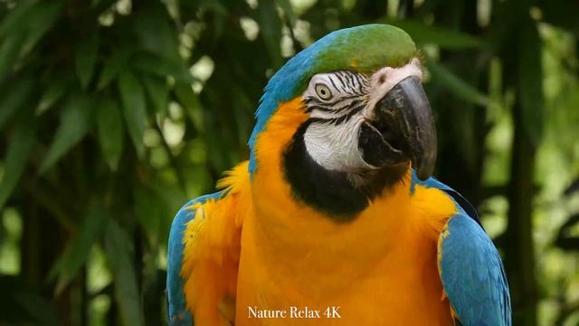 Our Planet | Macaw Parrots 4K - Relaxing Music With Colorful Birds In The Rainforest