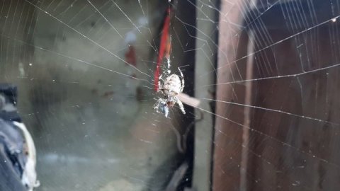 Паук замотал жертву в паутину!