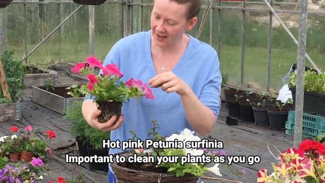 Bloom at Home - Hanging baskets