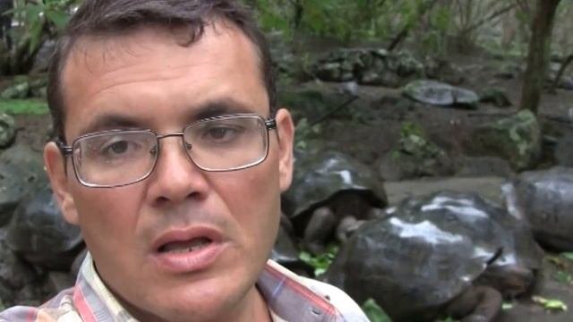 ГАЛАПАГОСЫ: зеленые черепахи покинутые Одиноким Джорджем