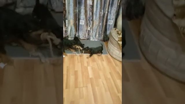 Мама учит щенков потаску. Щенки ягдтерьера