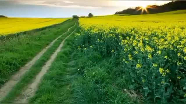 Истории из жизни. Цветы для мамы. Рассказы из жизни. Жизненные истории.