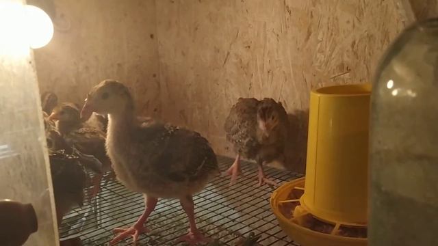26.04.20г.  ЛУК и корма для ИНДЮШАТ  и ЦЕСАРЯТ.