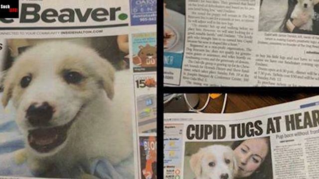 A puppy born without paws was cut off its tail, then the poor thing was thrown into the trash ...