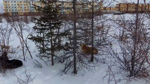 Собаки поют под колокольный звон