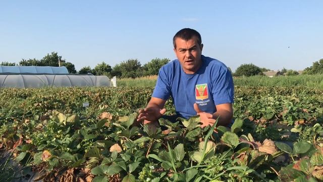 64/20МАЛГА! Клубника НСД Мальга! Сорт клубники MALGA. Август 2020