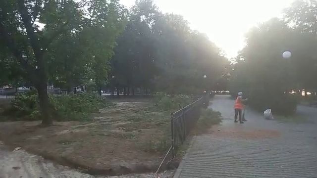 Вырубка деревьев