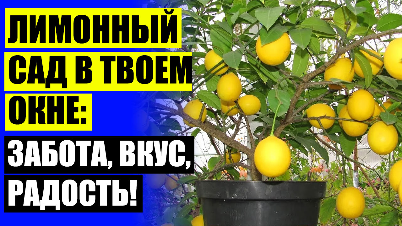 Лимонное дерево в подарок 👍 Лимон вырастить в домашних условиях