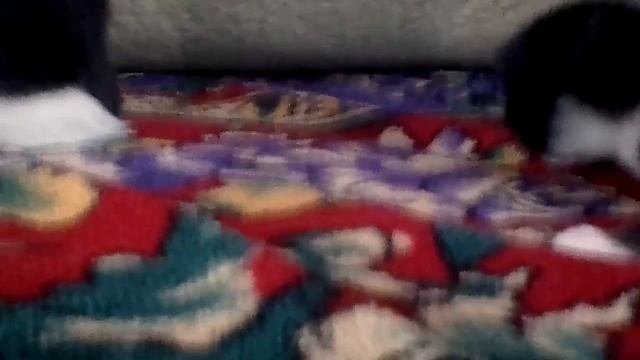 Три котенка