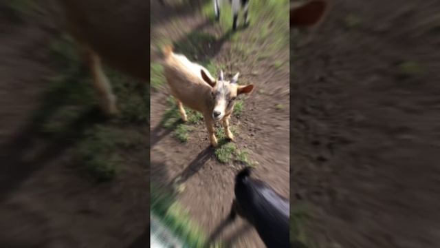 Бабушкин дворик