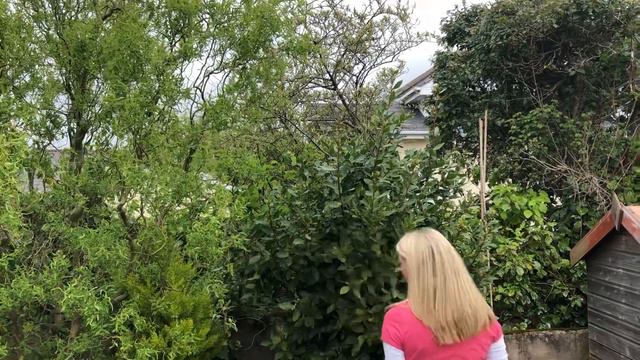 CPS Horticulture : Useful skills - Pruning a Bay Tree