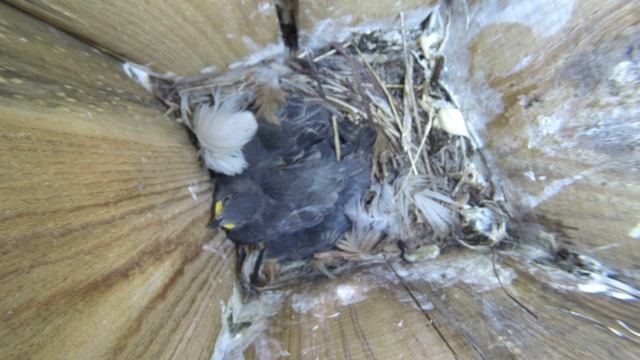 Скворец 170429 1 в Скворечние в саду Скворчата 5