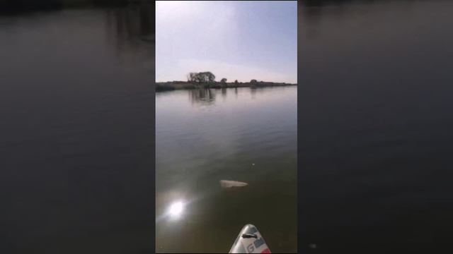 САП